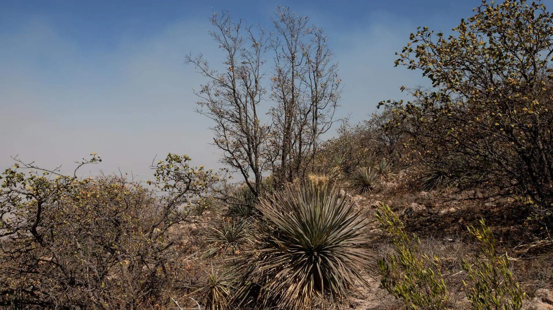 Incendios forestales (3)